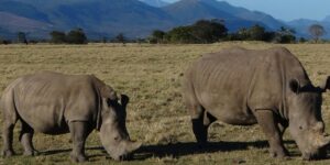 Securing the Future: The Vital Role of Relocation in Southern White Rhino Conservation