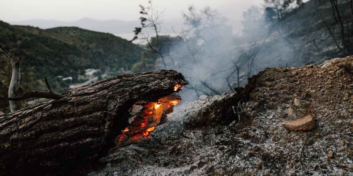 How Climate Change is Shaping Business Strategies Today