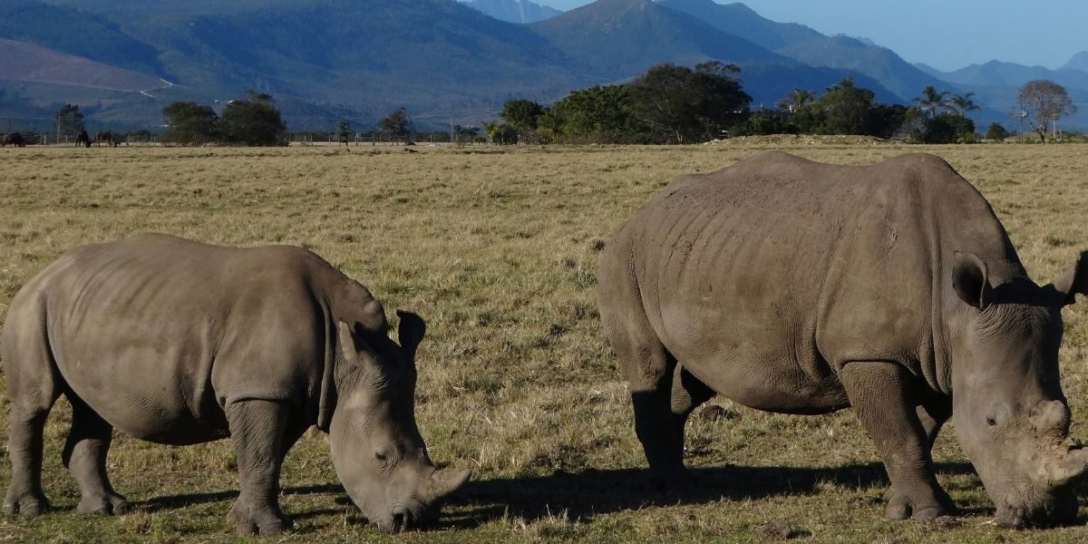 Securing the Future: The Vital Role of Relocation in Southern White Rhino Conservation